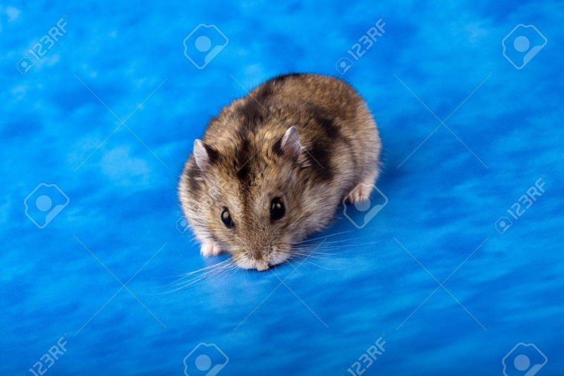 Розовый хомяк