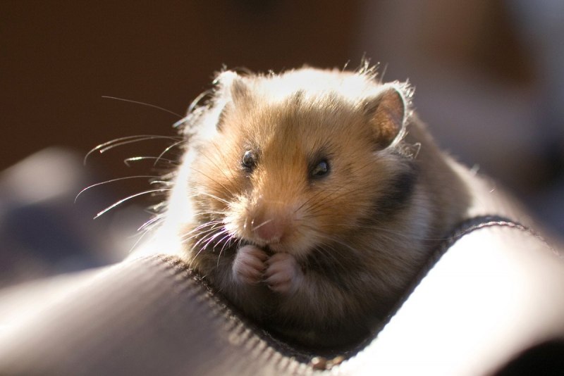 Джунгарский хомячок Phodopus sungorus