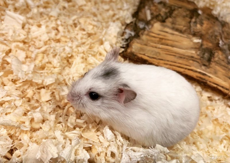 Хомячок Роборовского