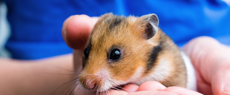 Морские свинки