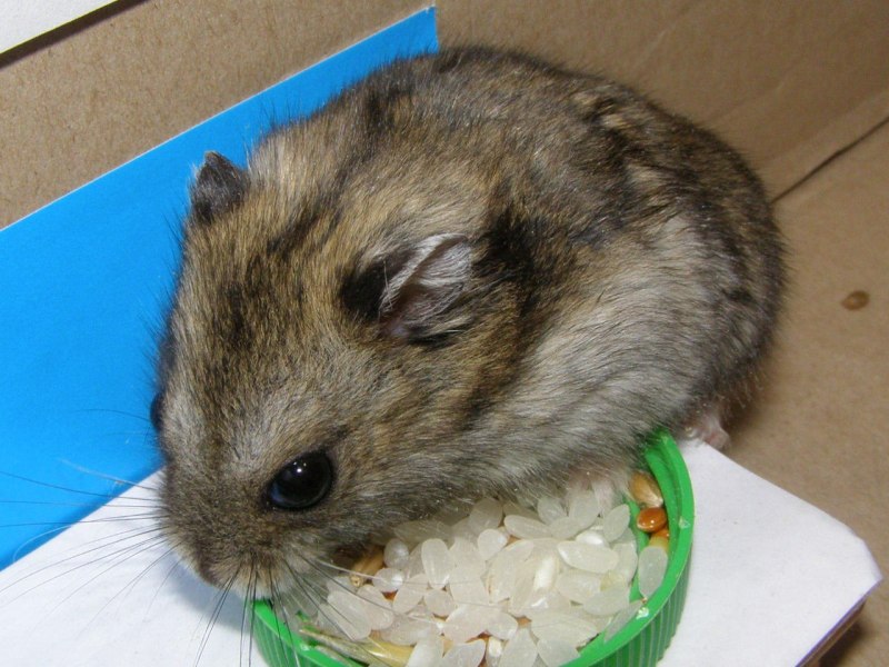 Серо голубой хомяк