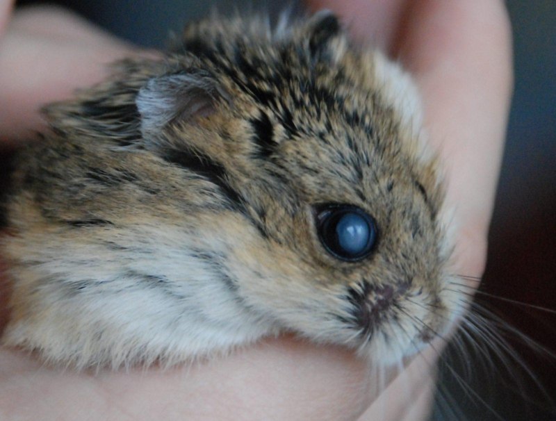 Морская Свинка беспородная