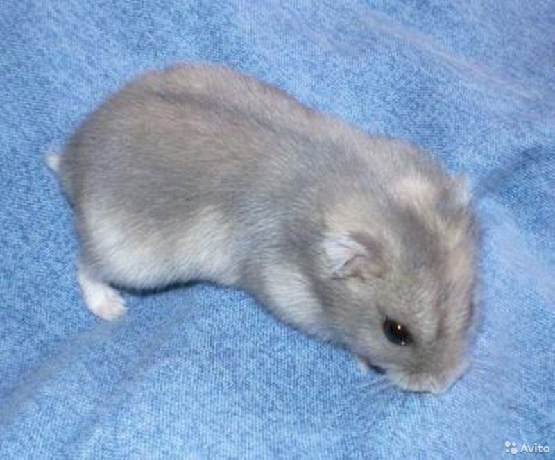 Хомяк пушистый