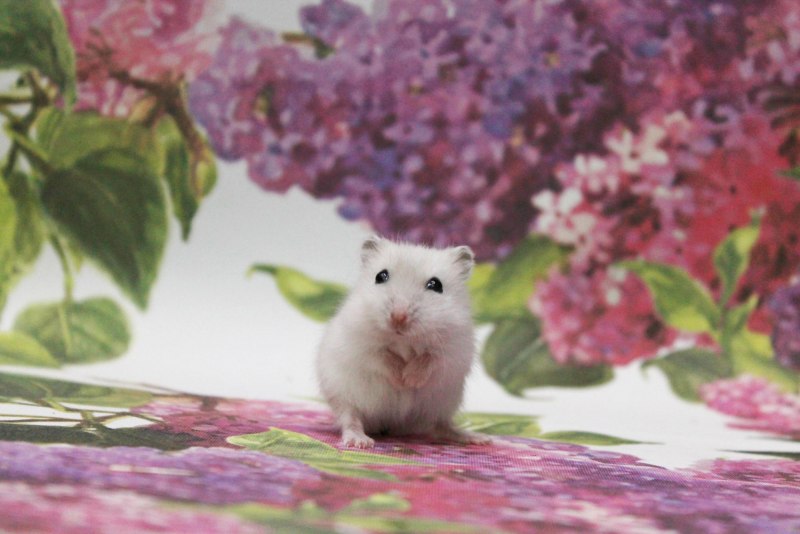 Мышка джунгарик