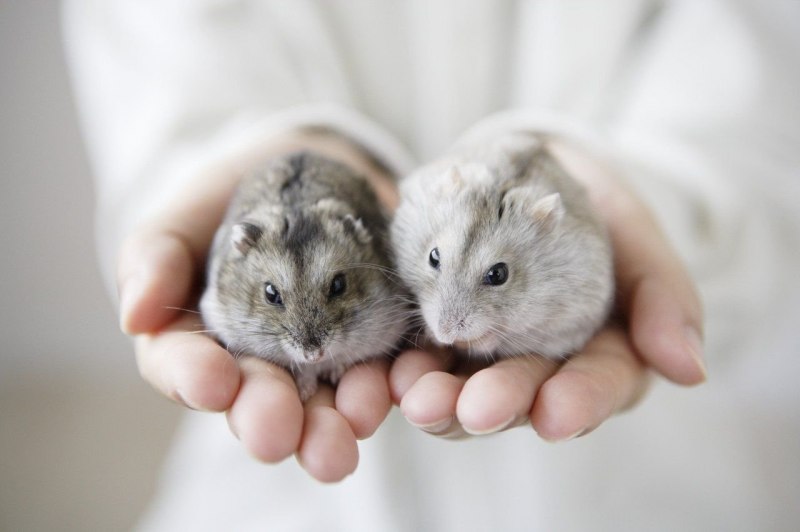 Водяная крыса полевка