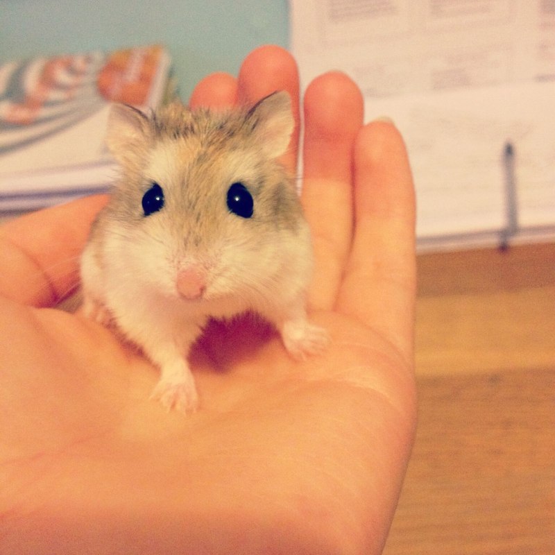 Британский голубой хомяк