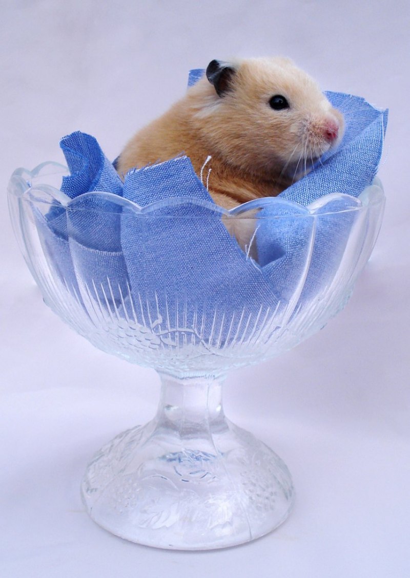 Хомяк сирийский