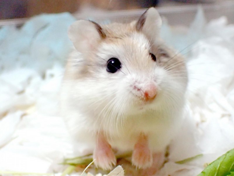Маленькие джунгарские хомячки