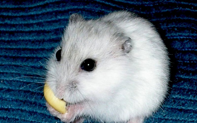 Длинношерстная шиншилла грызун