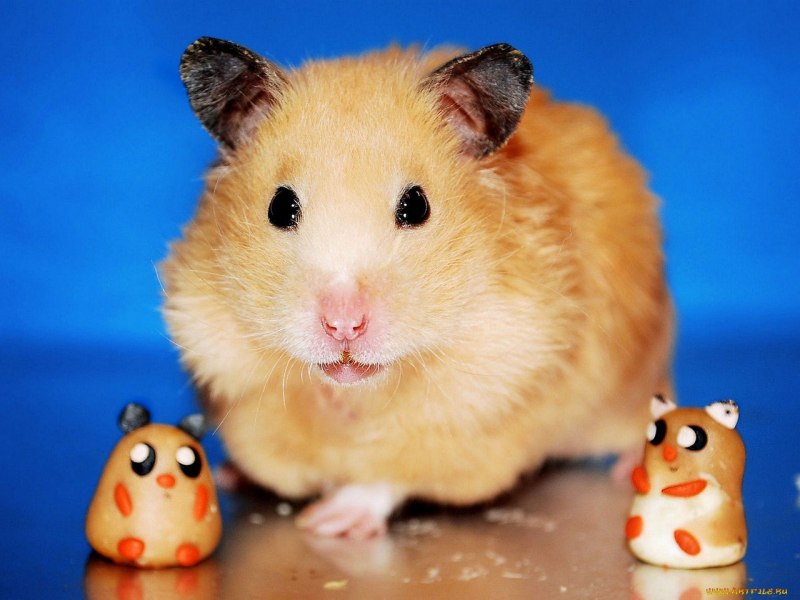 Хомяк джунгарик маленький