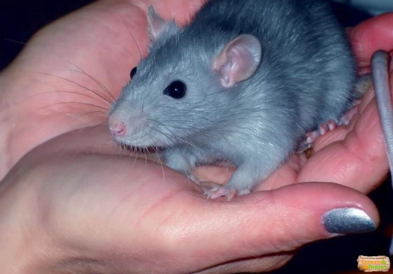 Сирийский хомяк золотистый