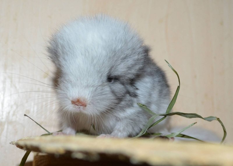 Хомяк джунгарский