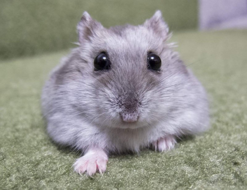 Хомяк сапфир