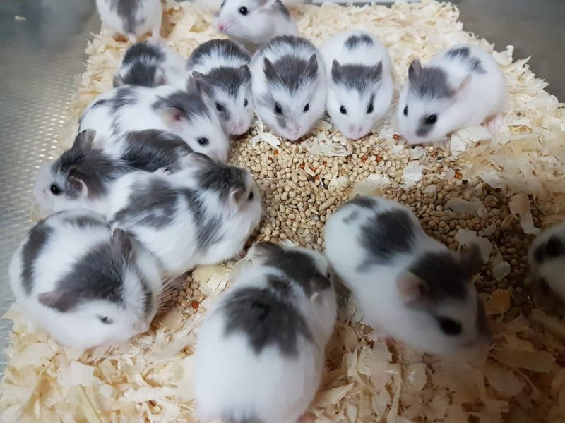 Милый хомяк