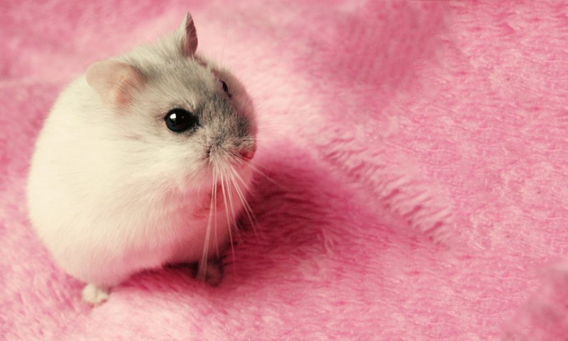 Хомяк Роборовского черный