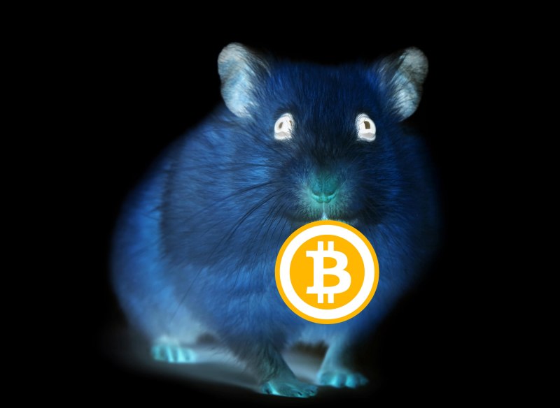 Милые хомячки