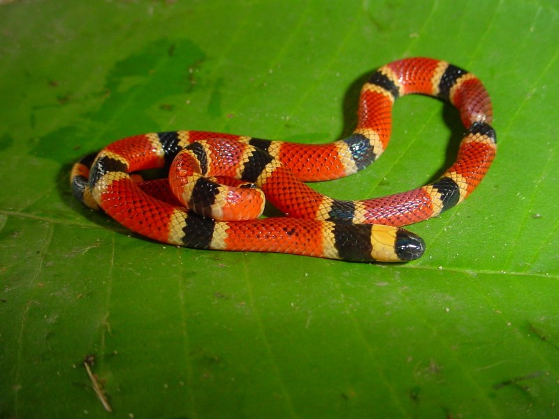 Арлекиновый Аспид (Micrurus Fulvius)