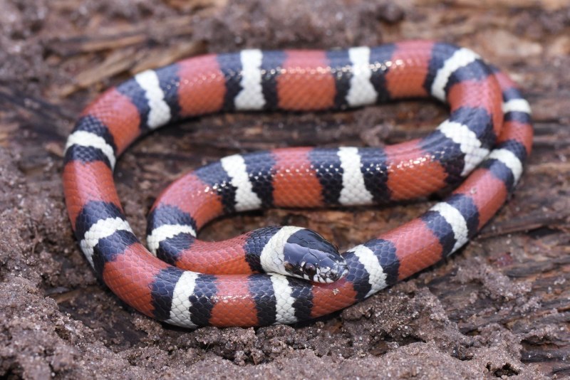 Арлекиновый Аспид