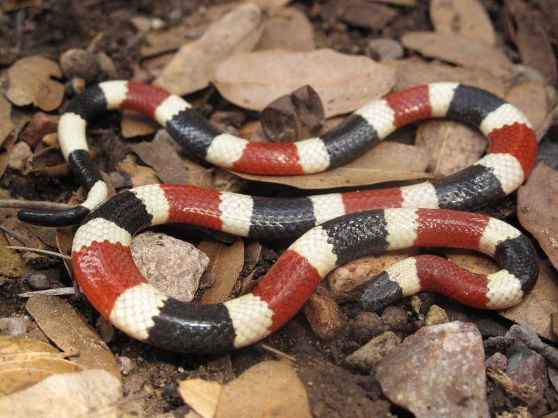 Арлекиновый коралловый Аспид