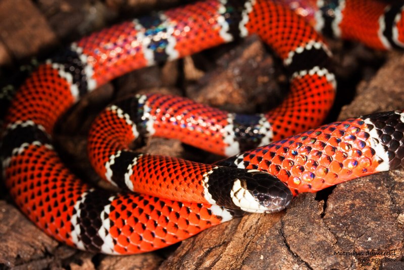 Арлекиновый Аспид