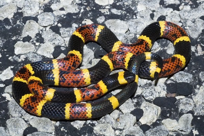 Аризонский Аспид змея