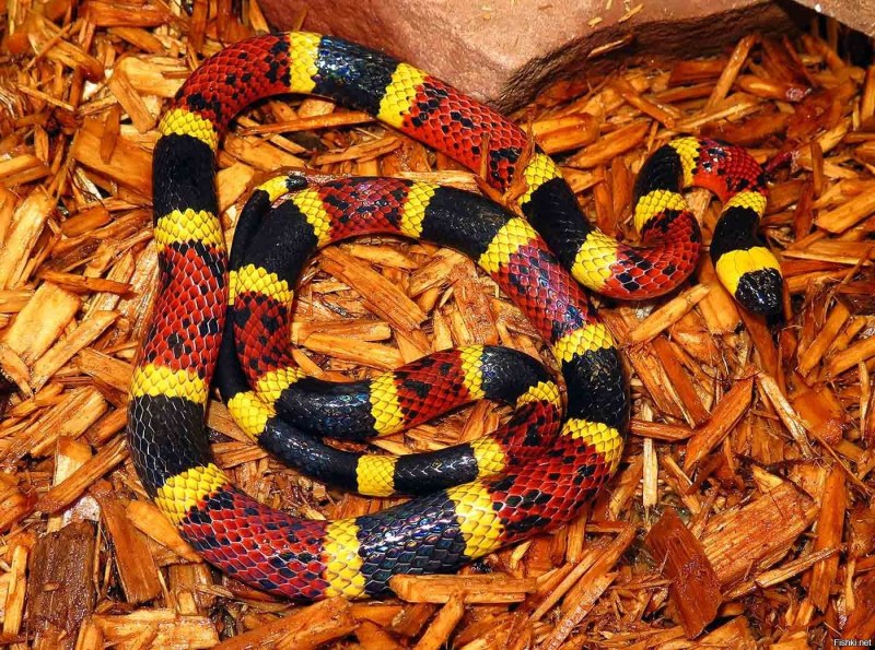 Арлекиновый коралловый Аспид