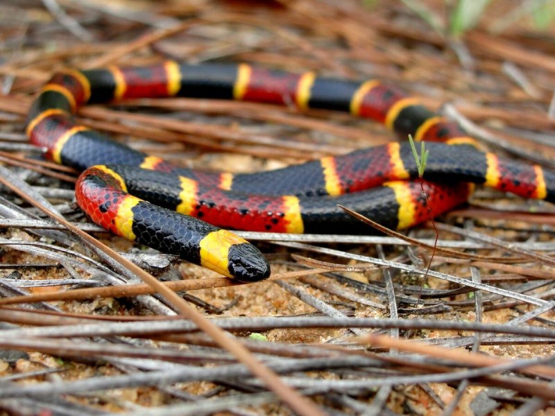 Арлекиновый коралловый Аспид