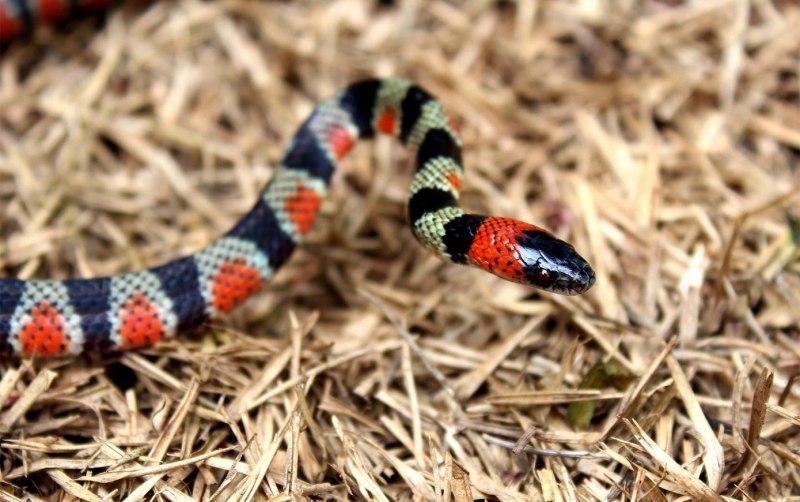 Аризонский Аспид змея