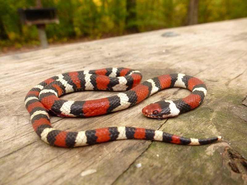 Синалойская Королевская змея