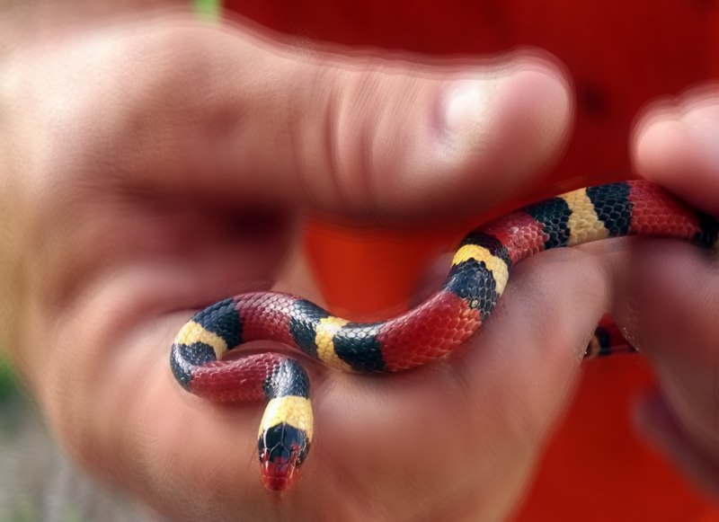 Коралловый Аспид укус