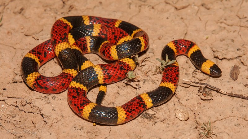 Арлекиновый коралловый Аспид