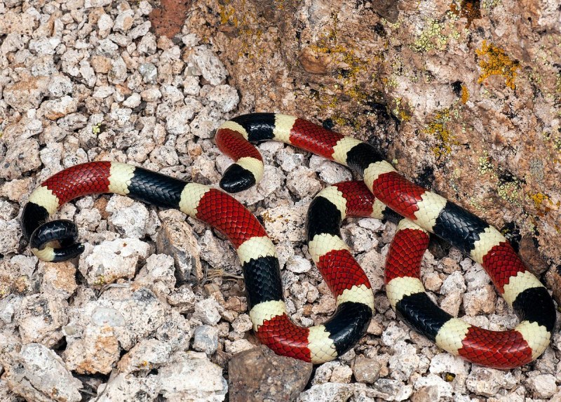 Арлекиновый Аспид (Micrurus Fulvius)