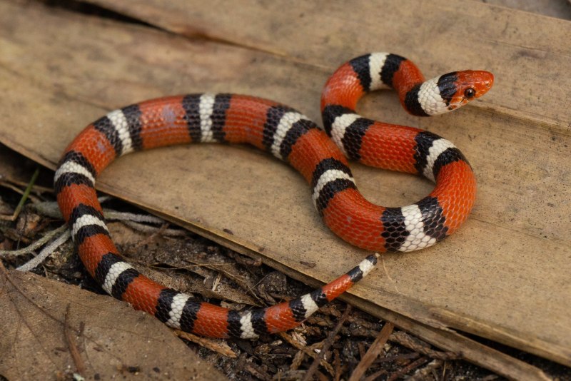 Молочная змея и коралловый Аспид