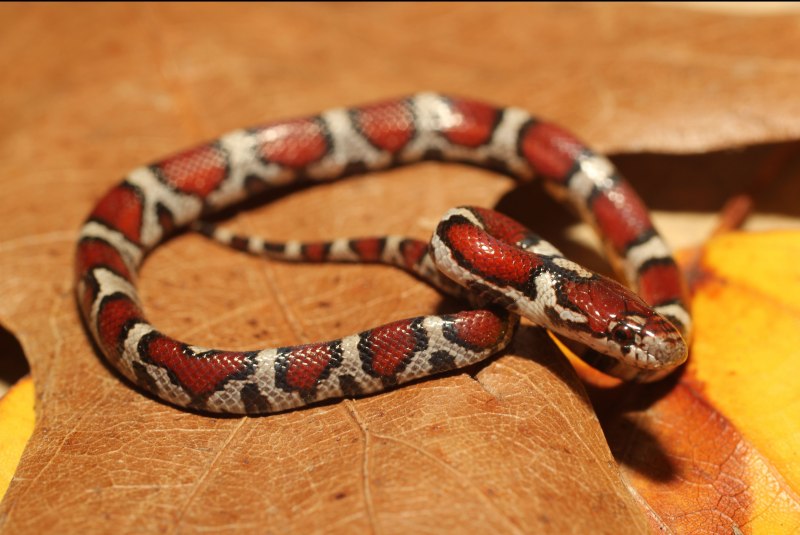 Молочная змея и коралловый Аспид