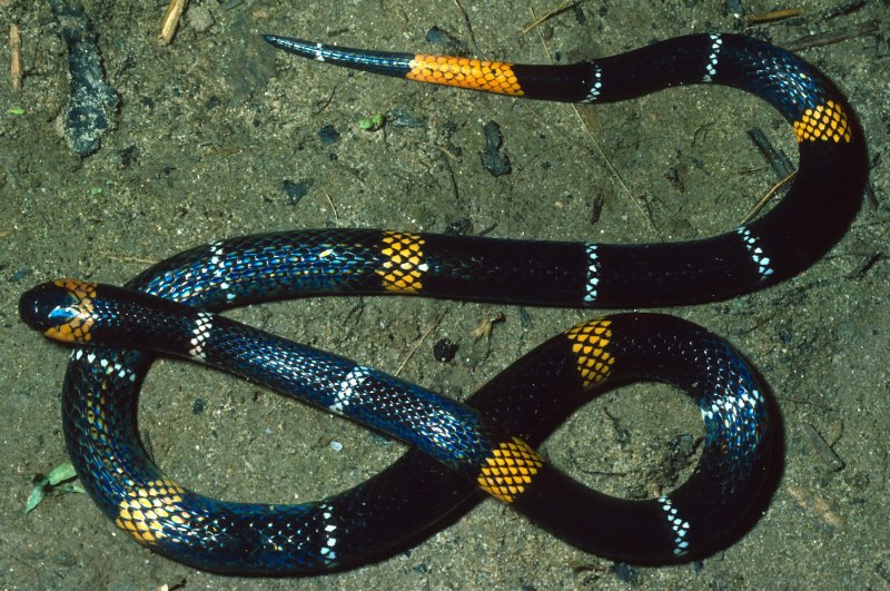 Аспид кобровый