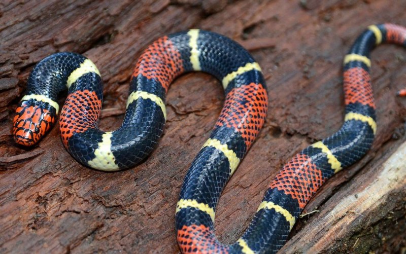 Арлекиновый Аспид (Micrurus Fulvius)