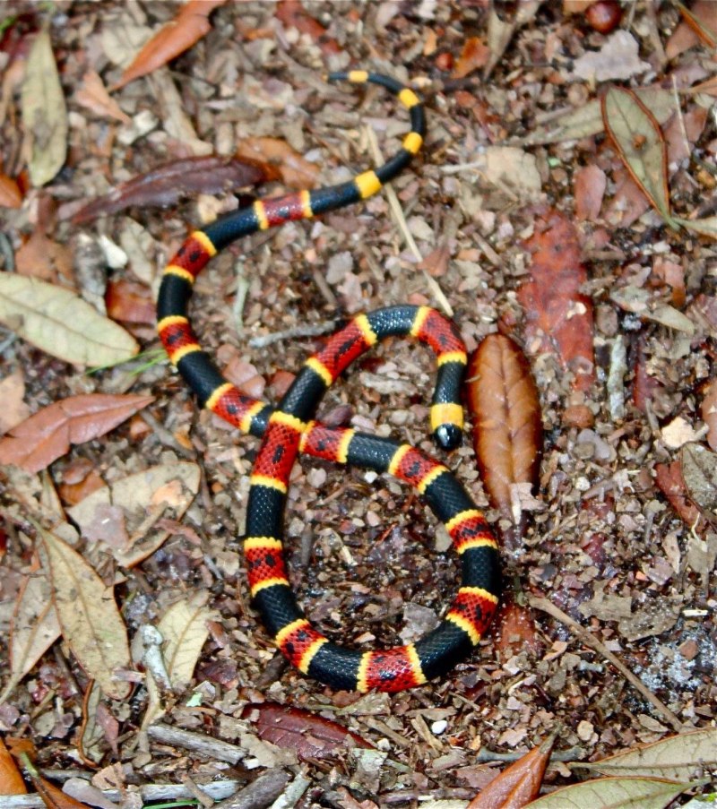 Аспид. Micrurus