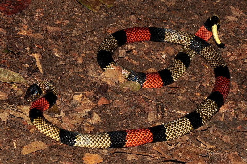 Обыкновенный коралловый Аспид