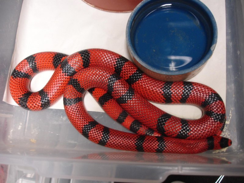 Королевская змея Горная хуачукская