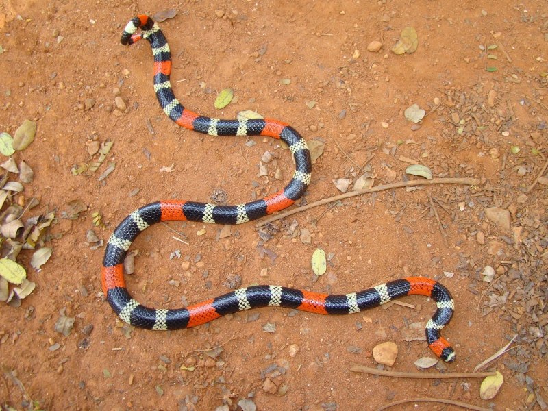 Молочная змея и коралловый Аспид