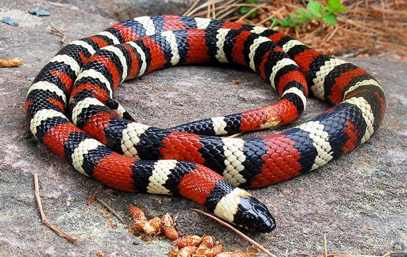 Кольчатый Аспид