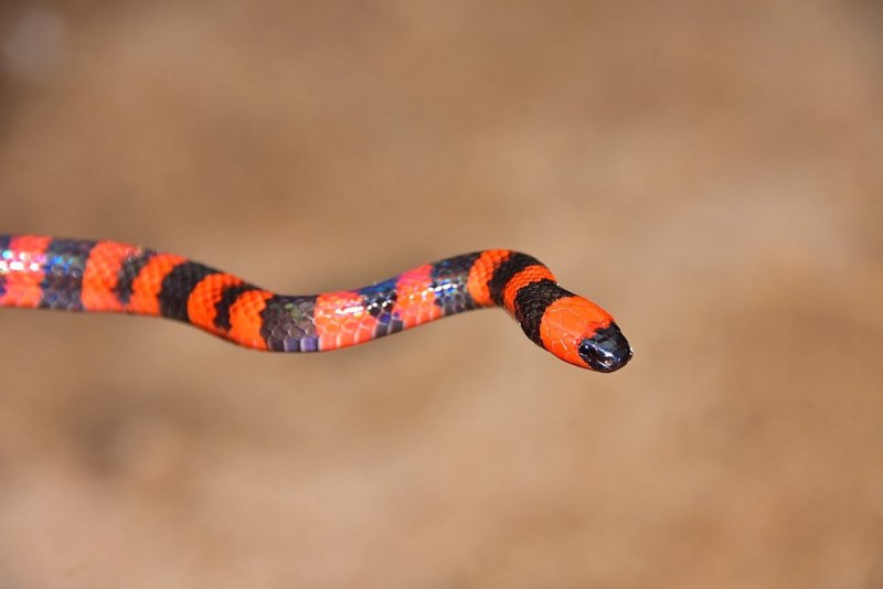 Поперечнополосатая Королевская змея Lampropeltis Triangulum