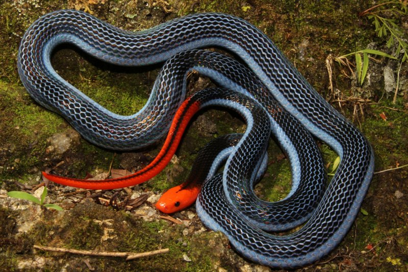 Кольчатый коралловый Аспид