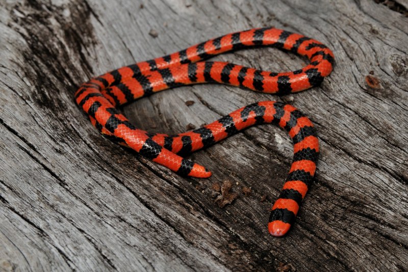 Мимикрия коралловый Аспид