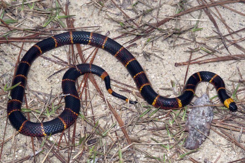 Синалойская Королевская змея