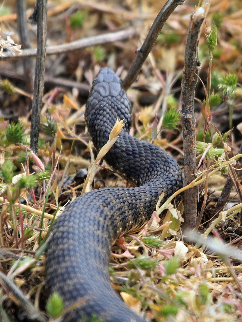 Водяной уж (Natrix tessellata)