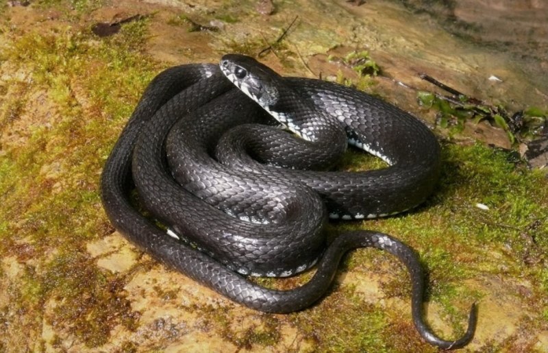 Полоз гадюка Кавказская