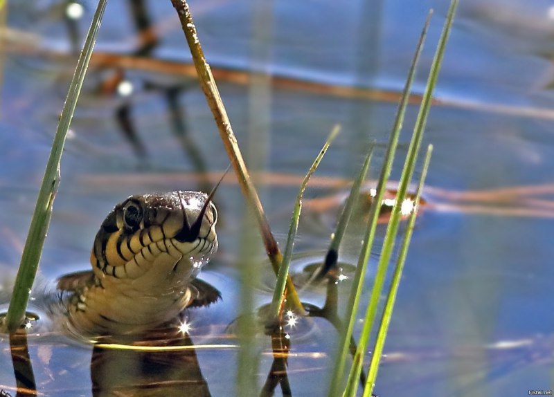 Уж обыкновенный плавает