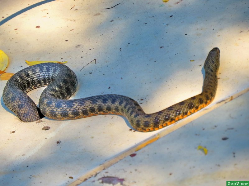 Водяной уж (Natrix tessellata)