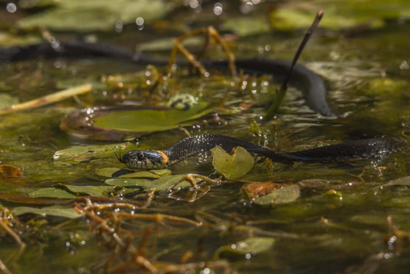 Бычколов змея Азовское море